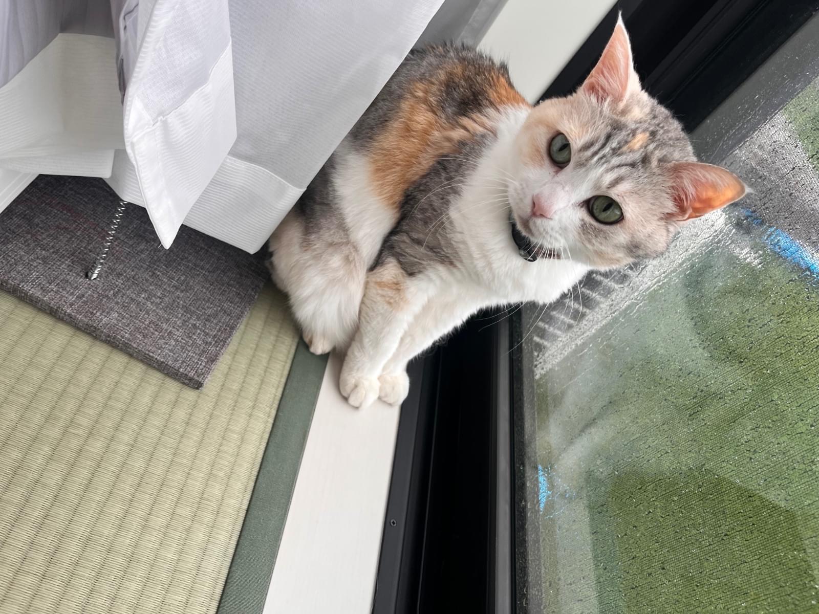 ちーちゃん ちーちゃん