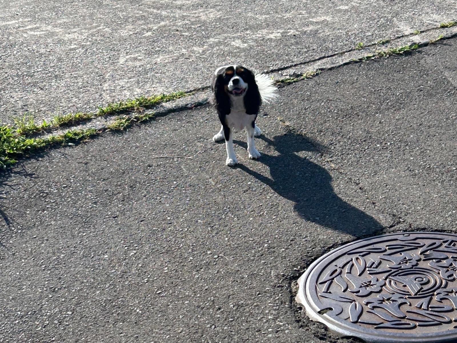 目撃された犬 目撃された犬