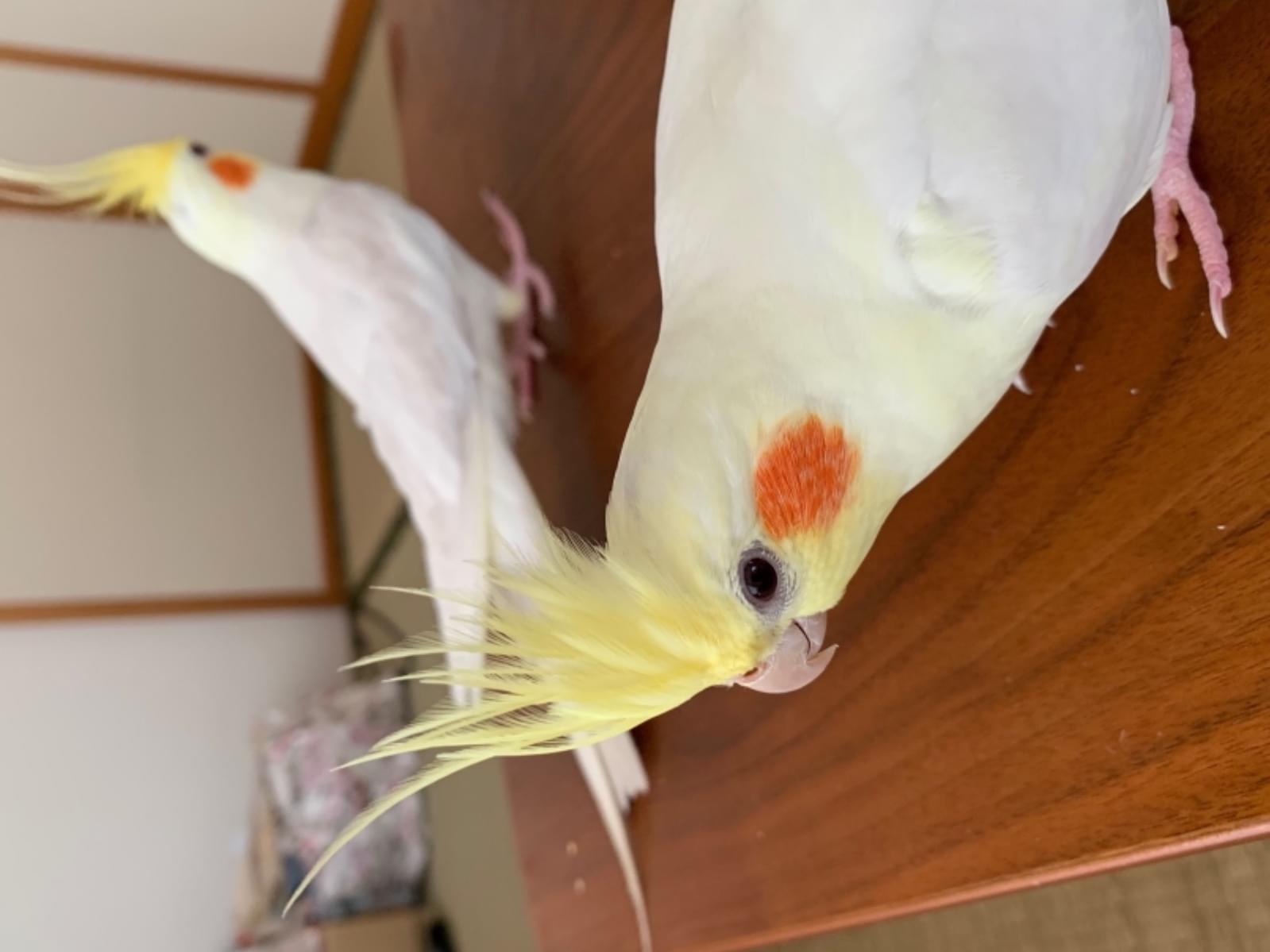 ぴーちゃん ぴーちゃん