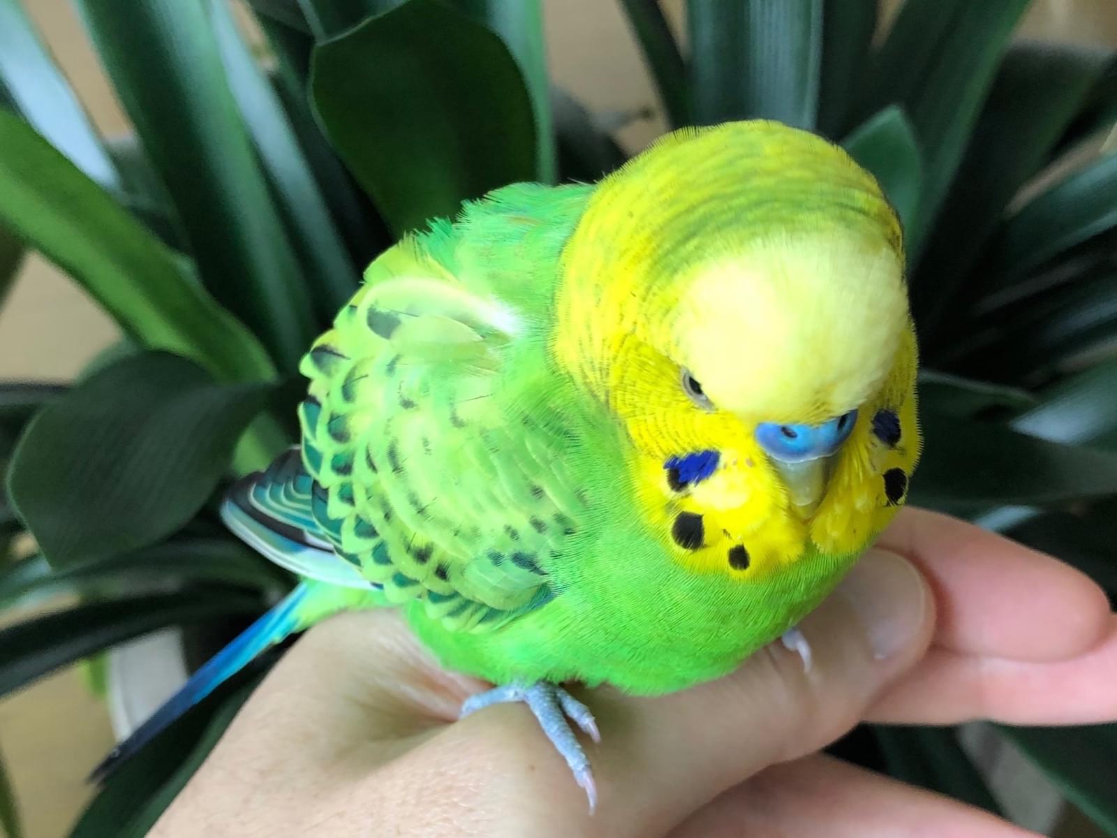 保護された鳥 保護された鳥