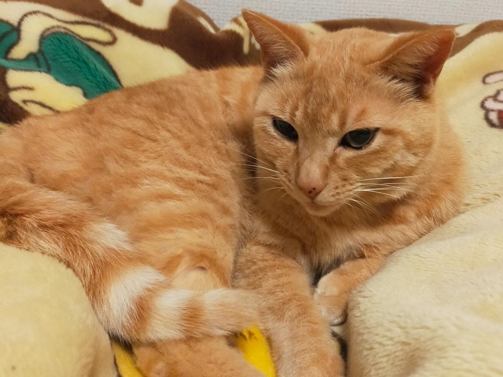 ちゃたろうちゃん