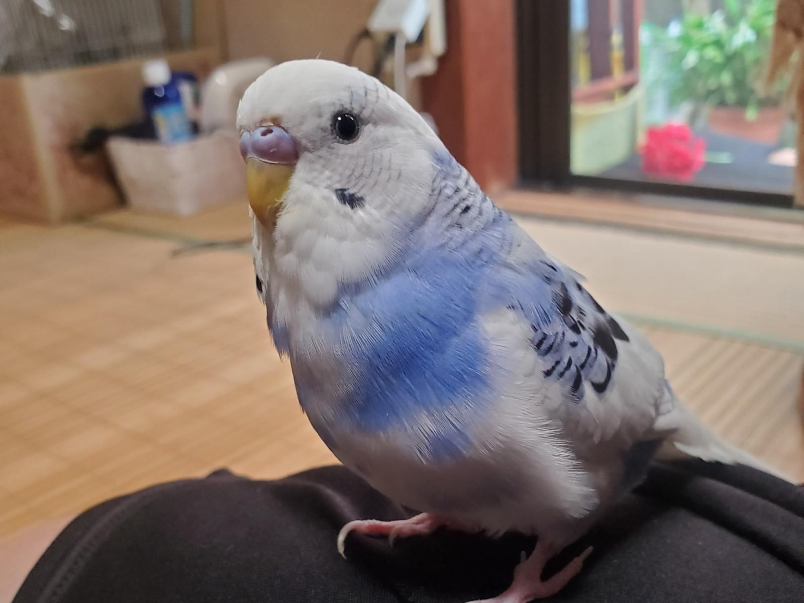 クーちゃん クーちゃん