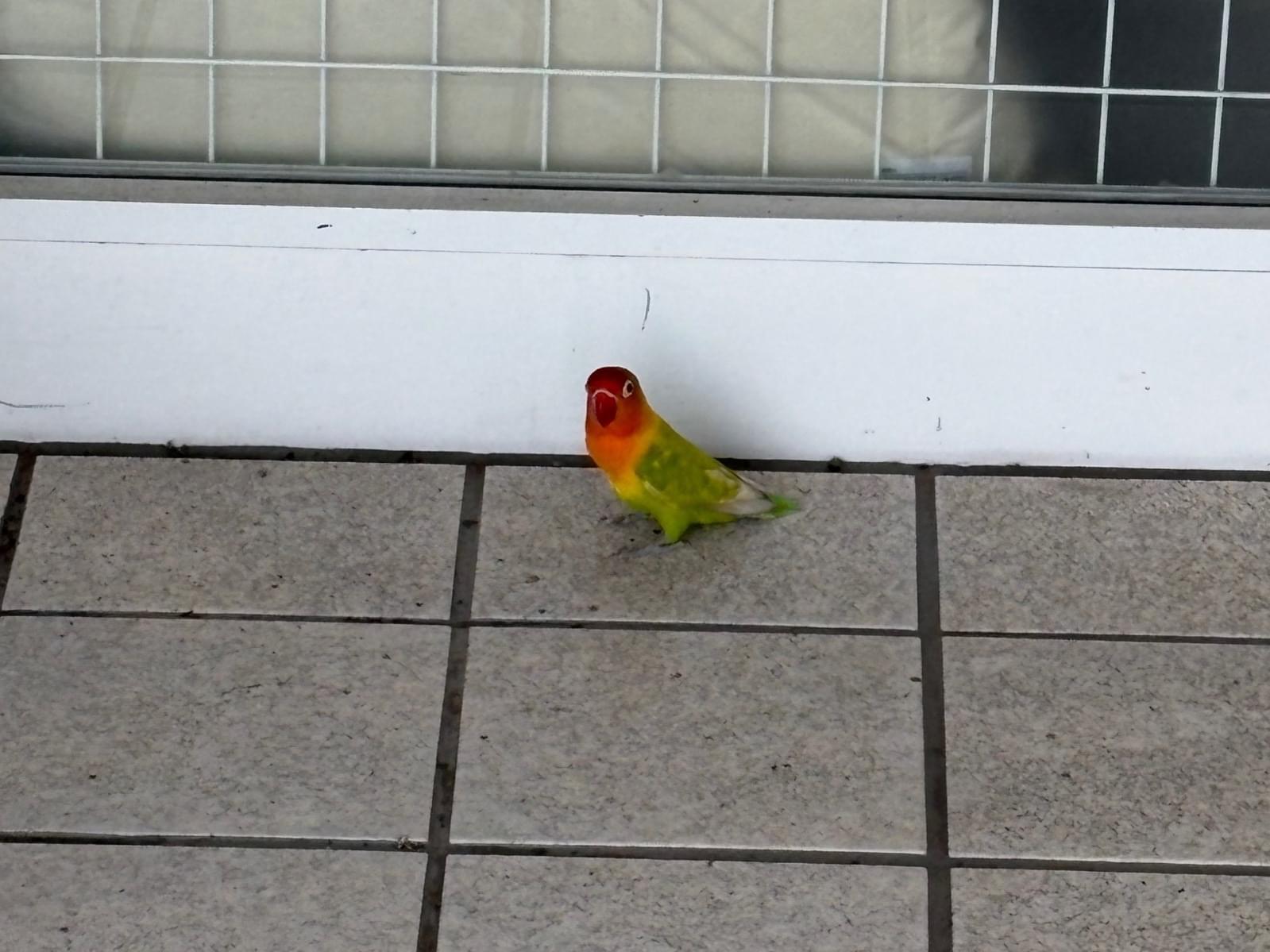 目撃された鳥 目撃された鳥