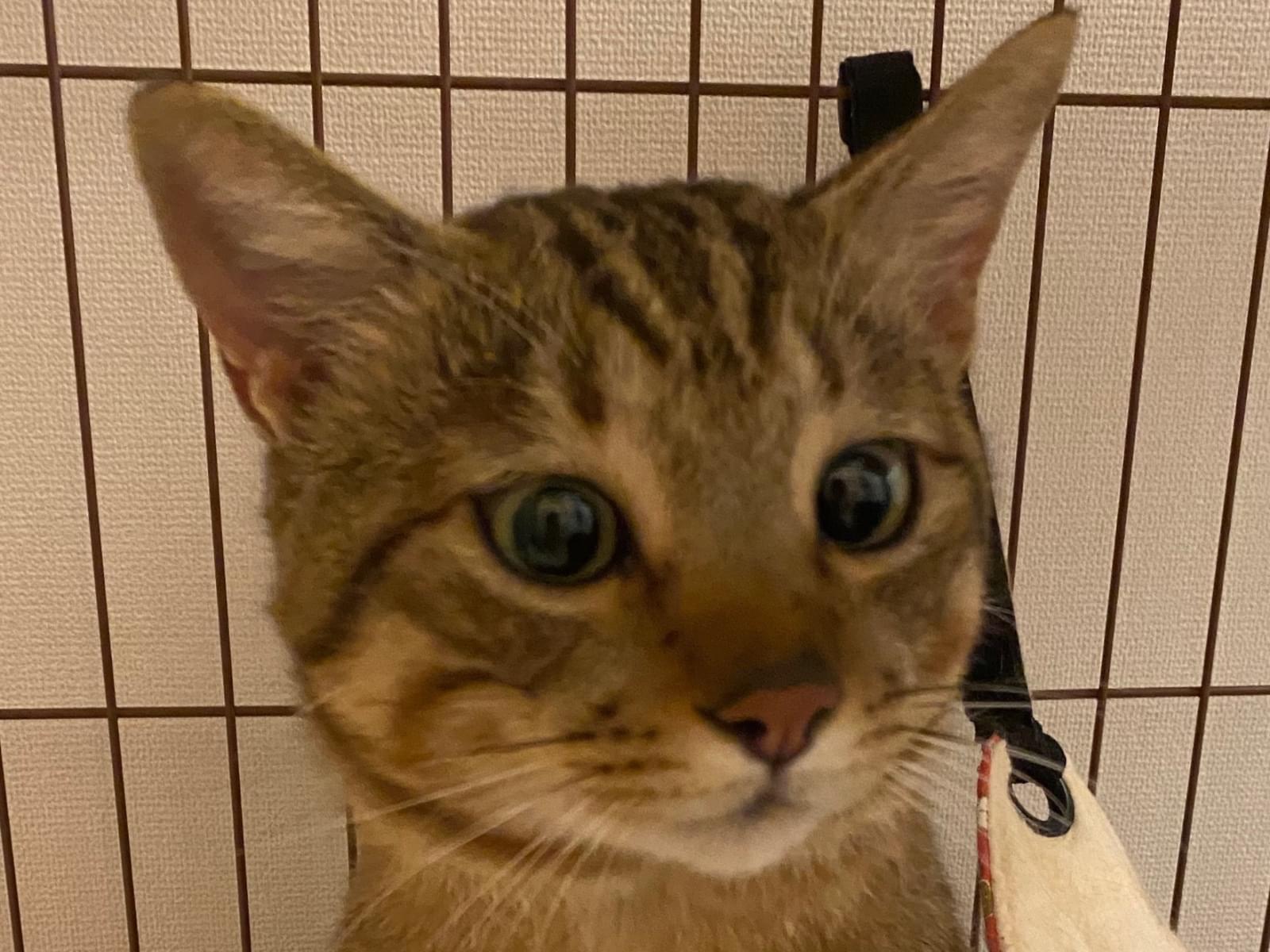 保護された猫 保護された猫