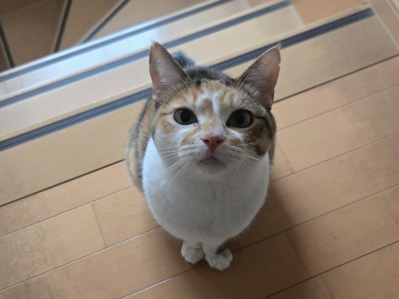 にゃーこちゃん にゃーこちゃん