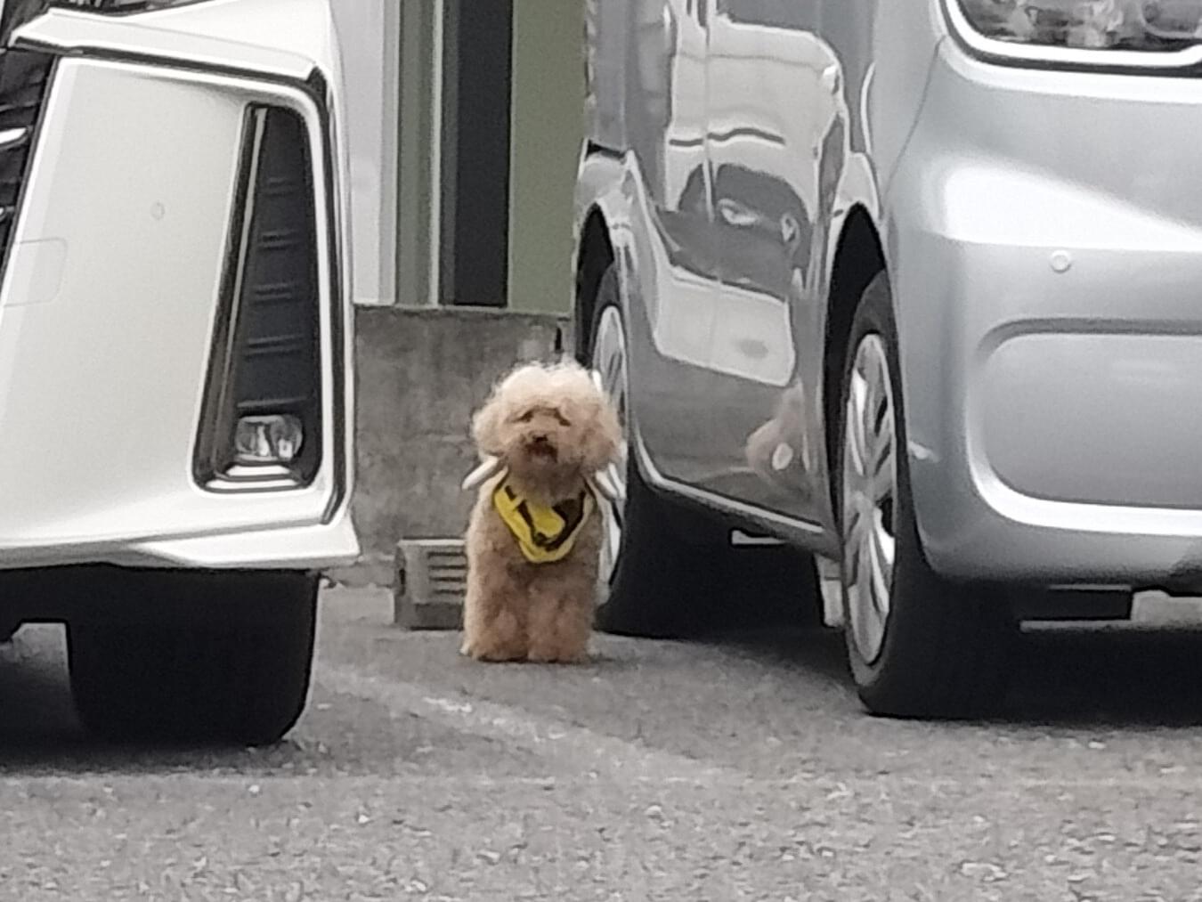 目撃された犬 目撃された犬