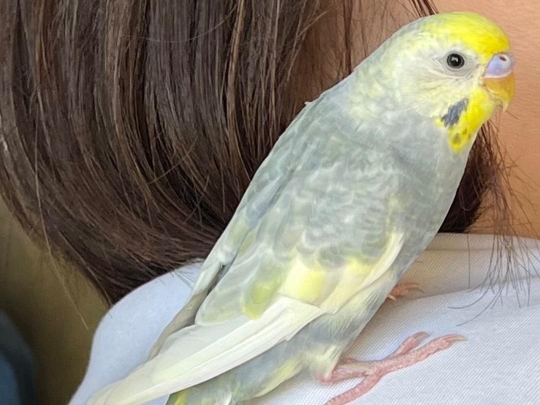 チャッピーちゃん チャッピーちゃん