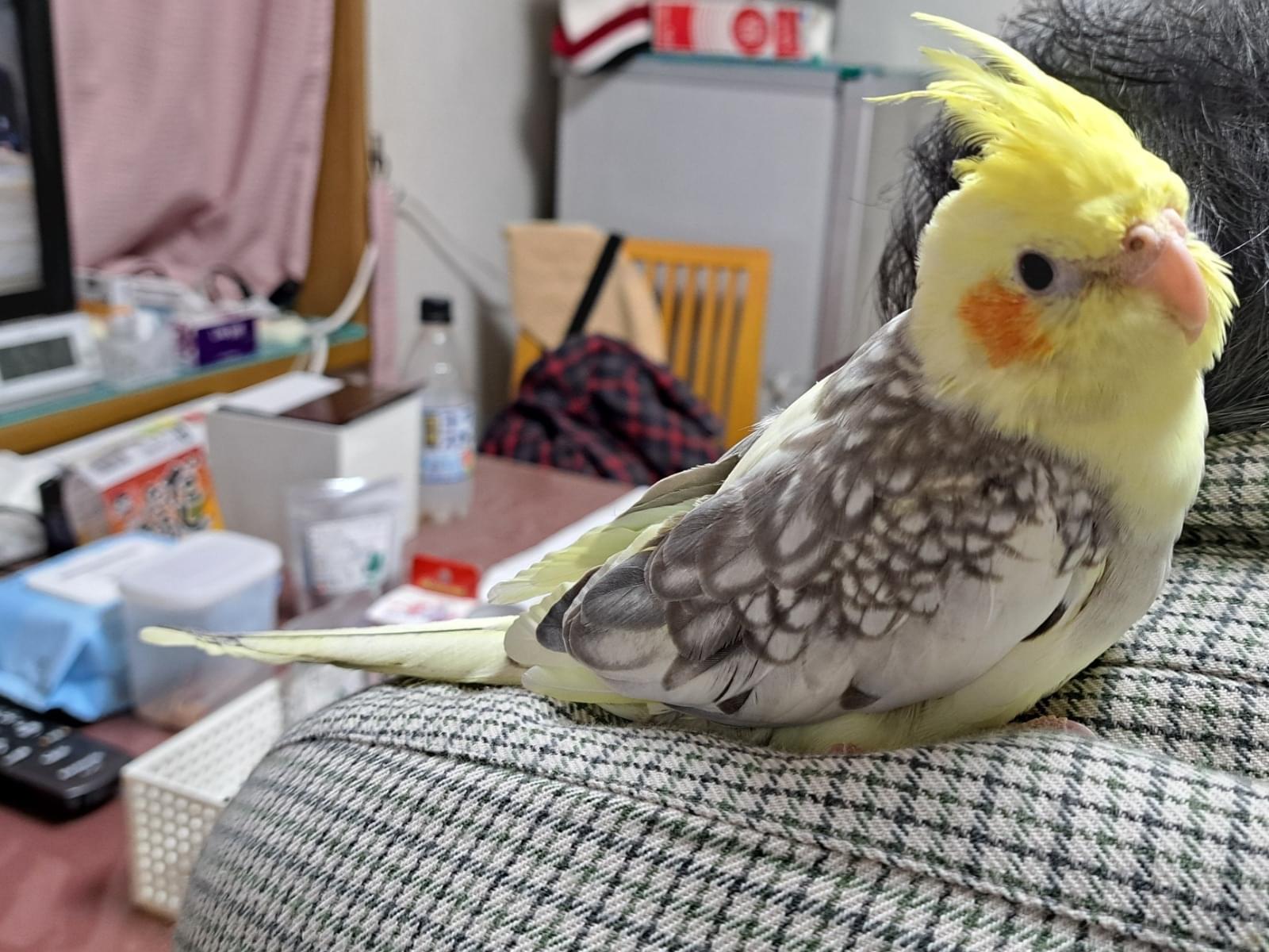 結寿ちゃん 結寿ちゃん