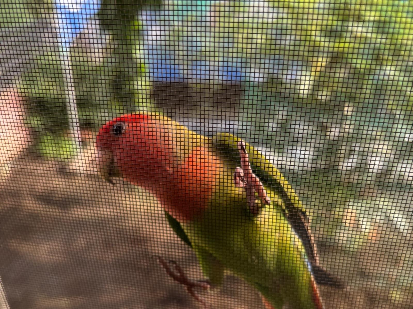 目撃された鳥 目撃された鳥