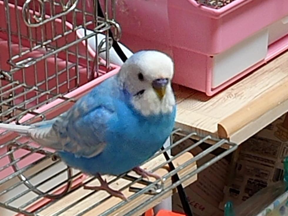 おとちゃん おとちゃん