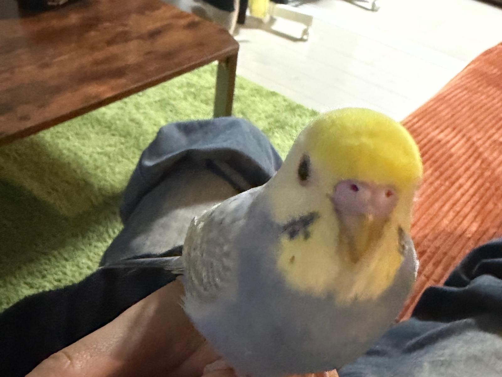 ちゃぴのりちゃん ちゃぴのりちゃん