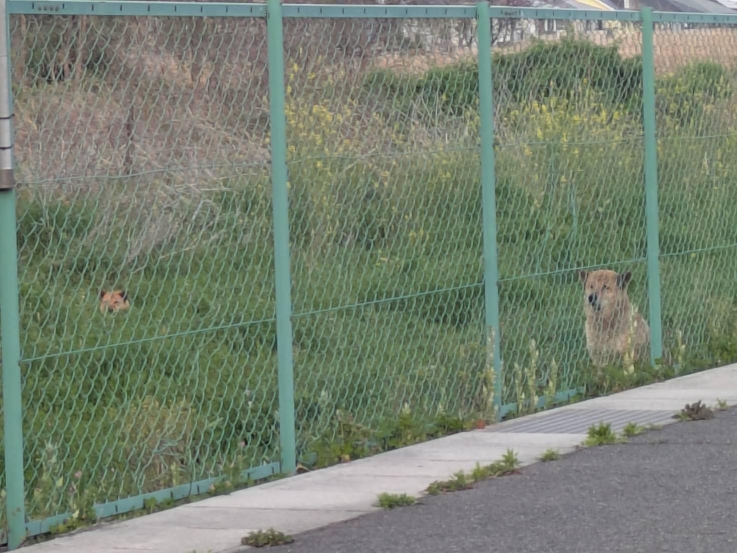 目撃された犬 目撃された犬