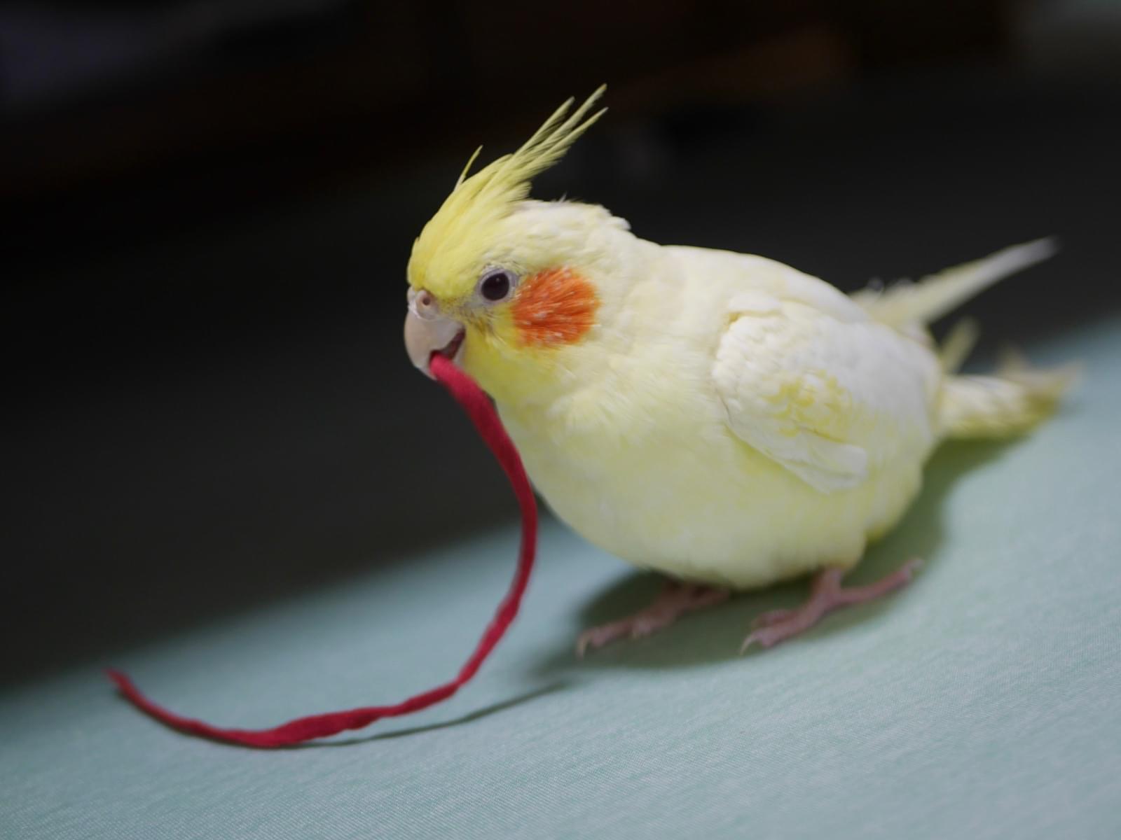 Qちゃん Qちゃん