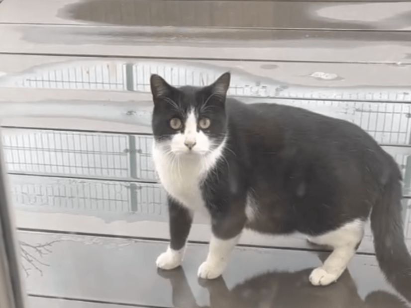目撃された猫 目撃された猫