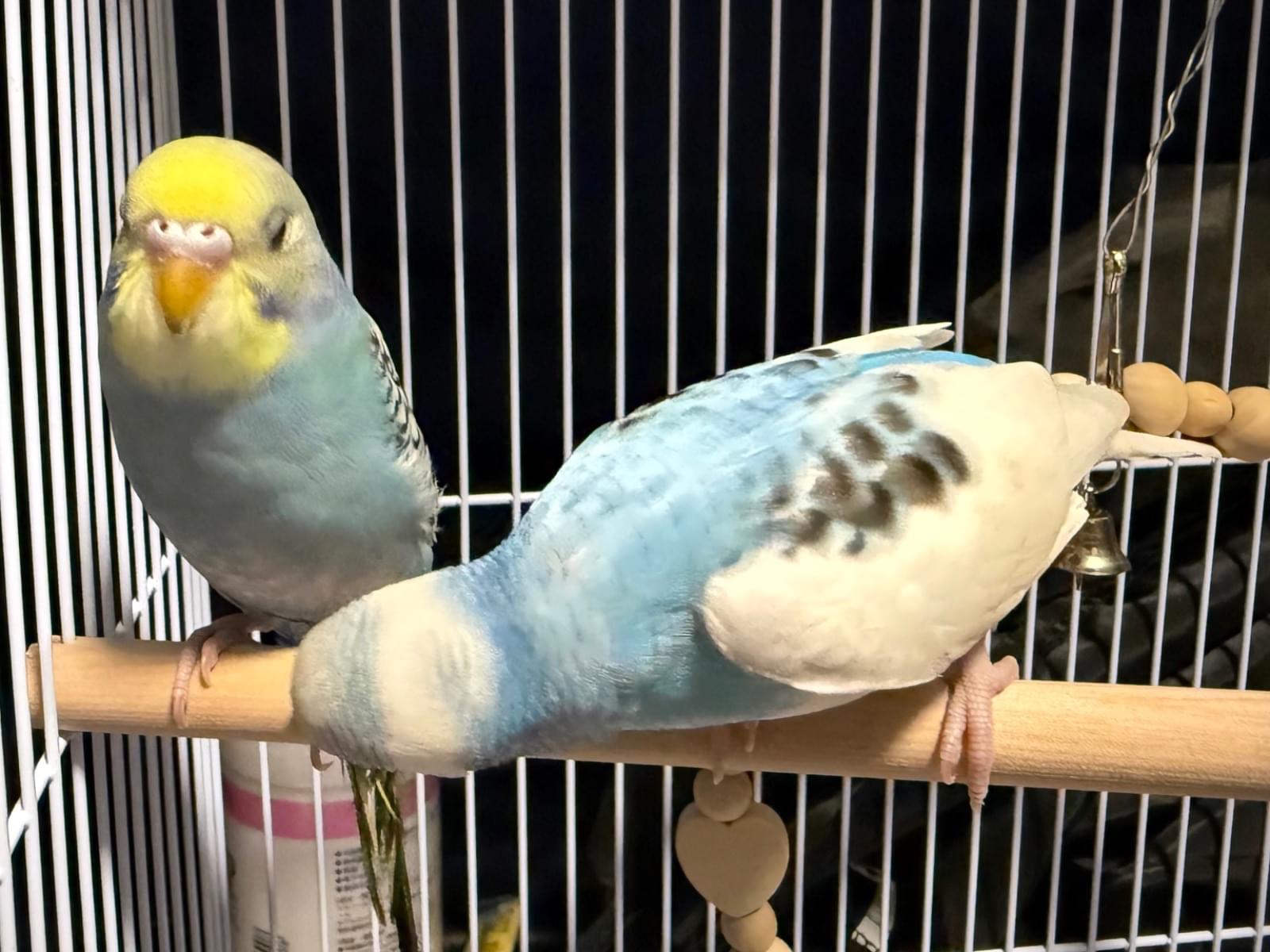 アクア クロロちゃん