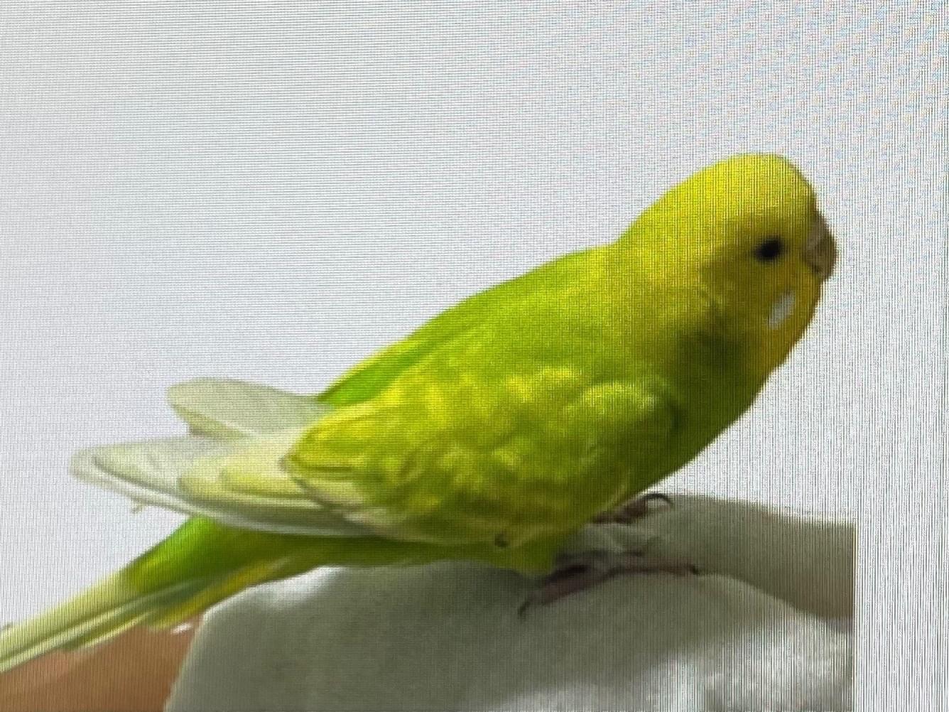 セキセイインコのピー太ちゃん セキセイインコのピー太ちゃん