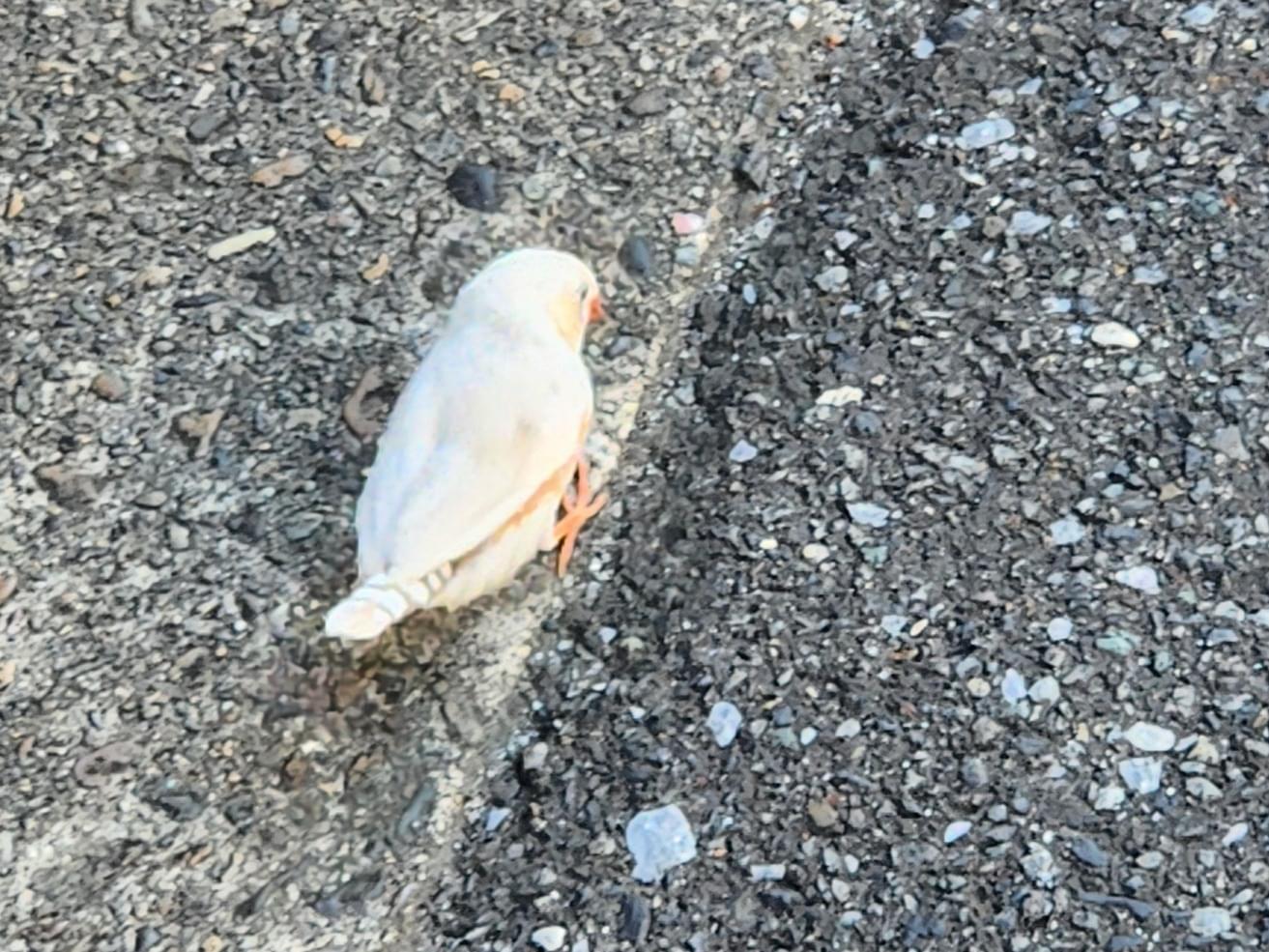 目撃された鳥 目撃された鳥