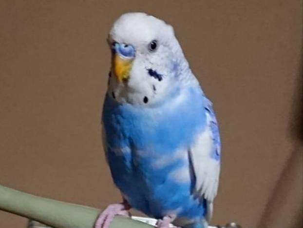 ソラちゃん ソラちゃん
