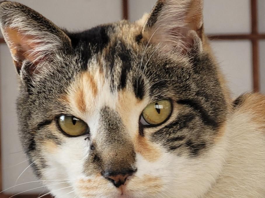 こはくちゃん こはくちゃん