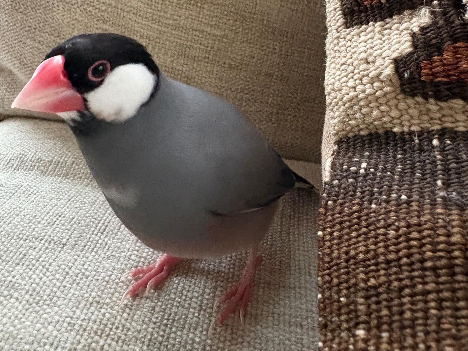 ニコちゃん ニコちゃん