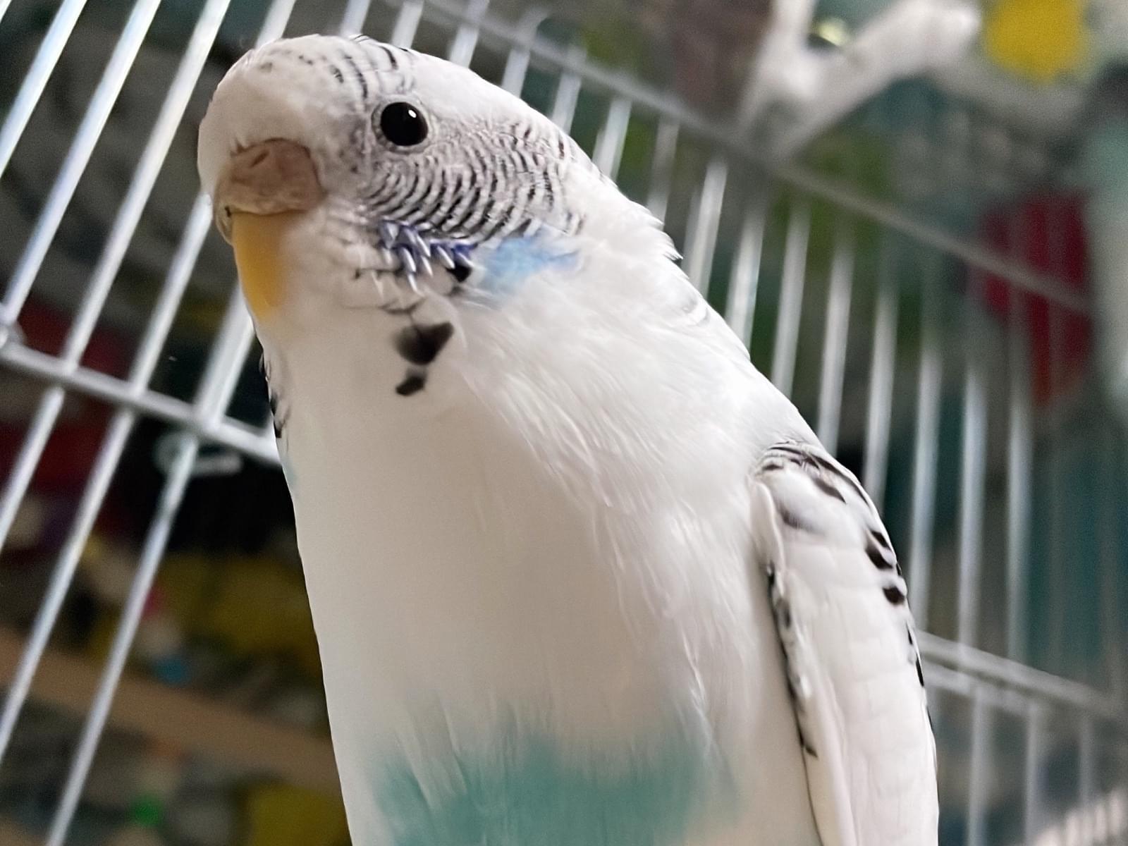 ラムネちゃん ラムネちゃん