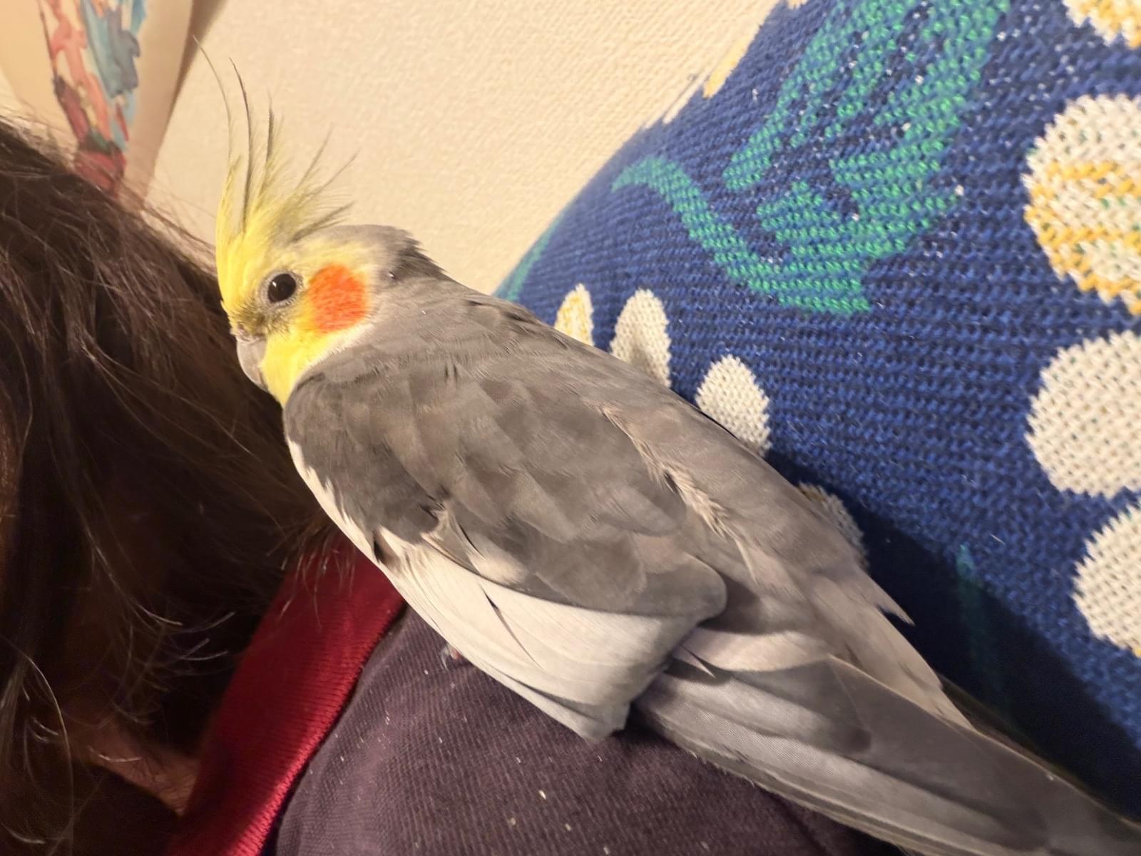 保護された鳥
