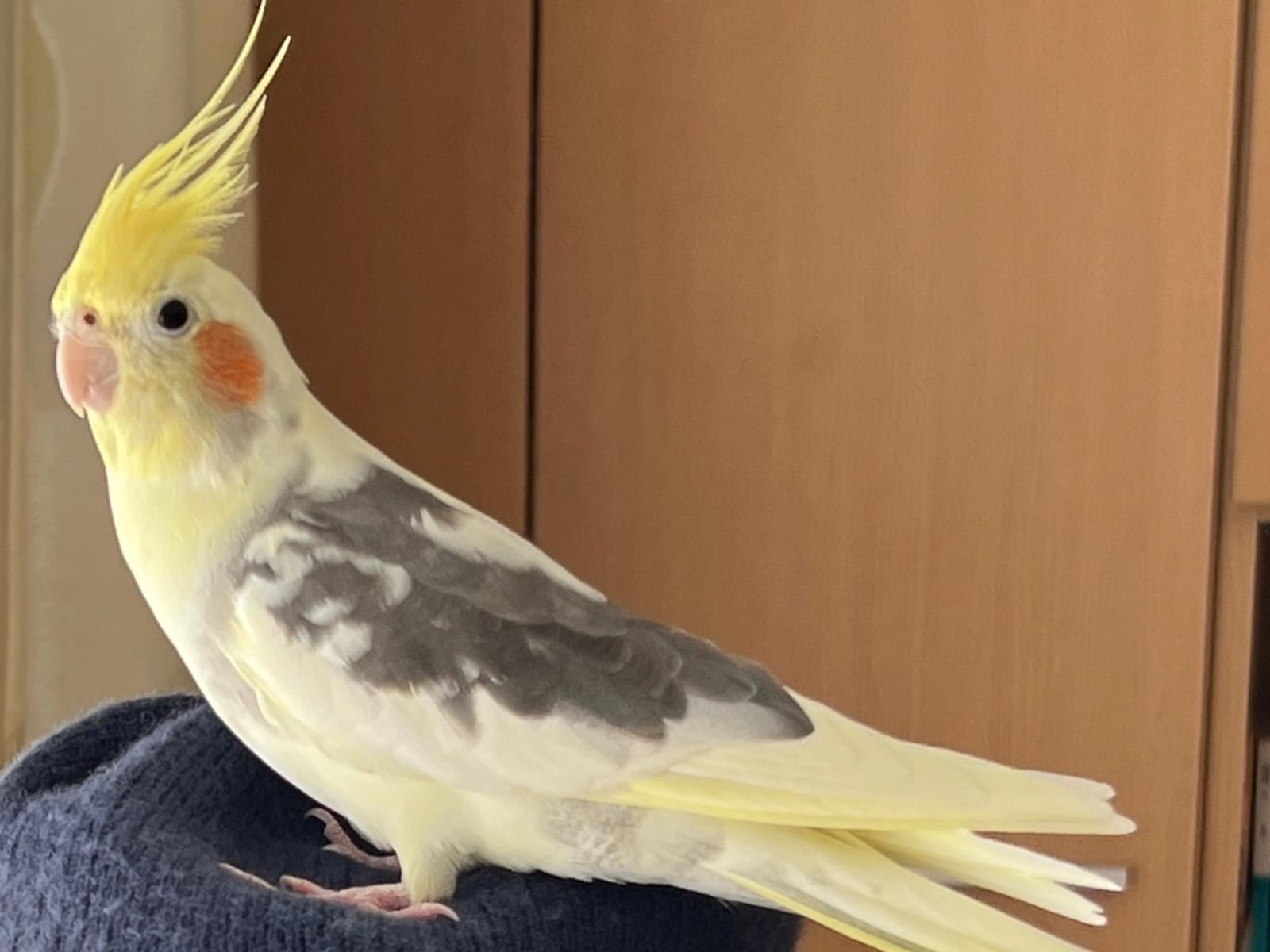 スイちゃん スイちゃん