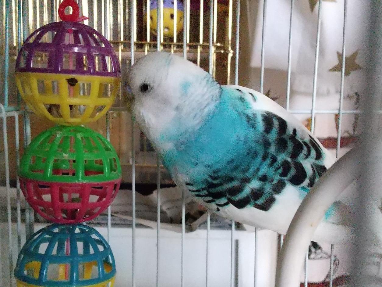 保護された鳥 保護された鳥