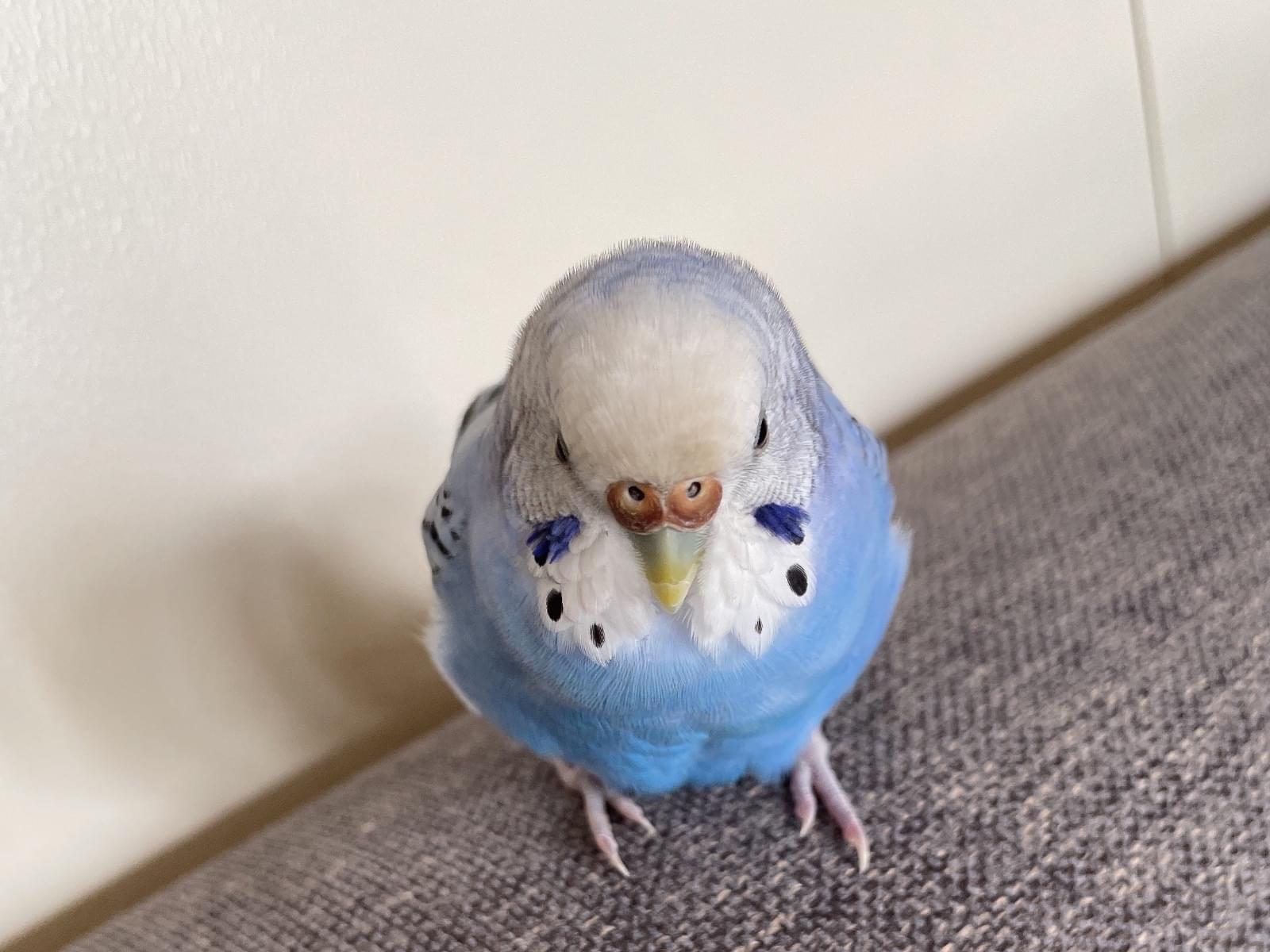 あおちゃん