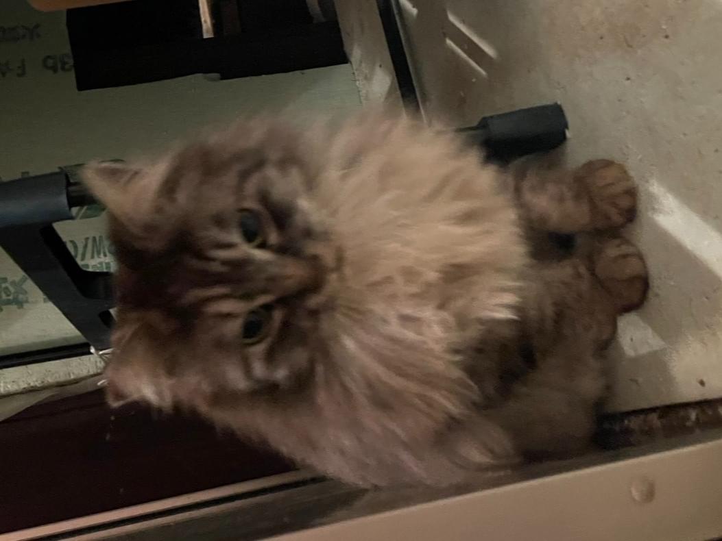 保護された猫 保護された猫
