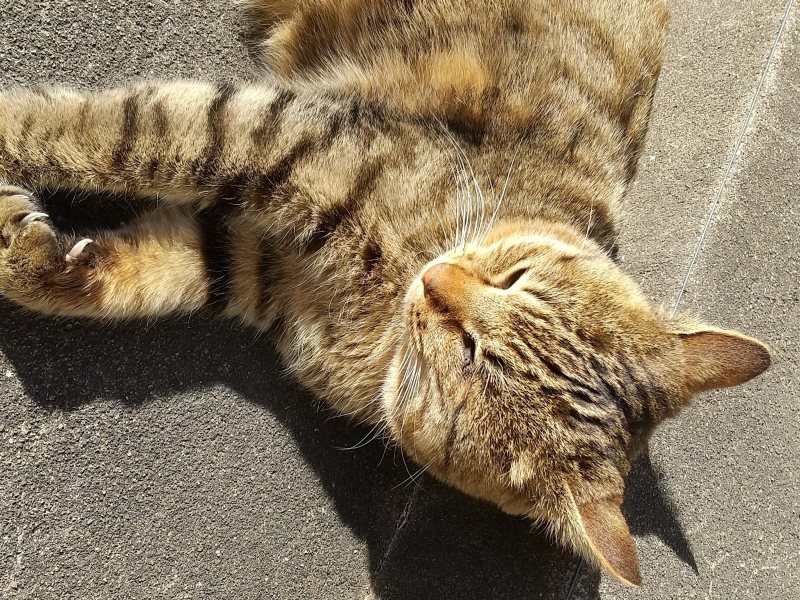 目撃された猫 目撃された猫