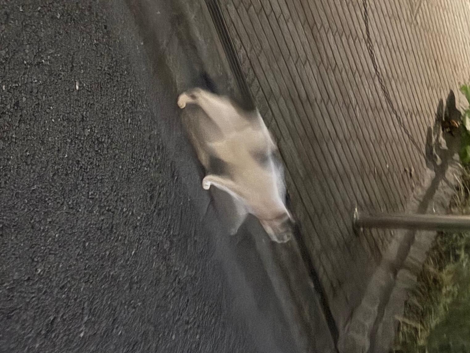 目撃された猫 目撃された猫