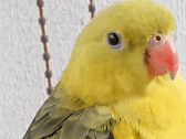 オグチャンちゃん オグチャンちゃん