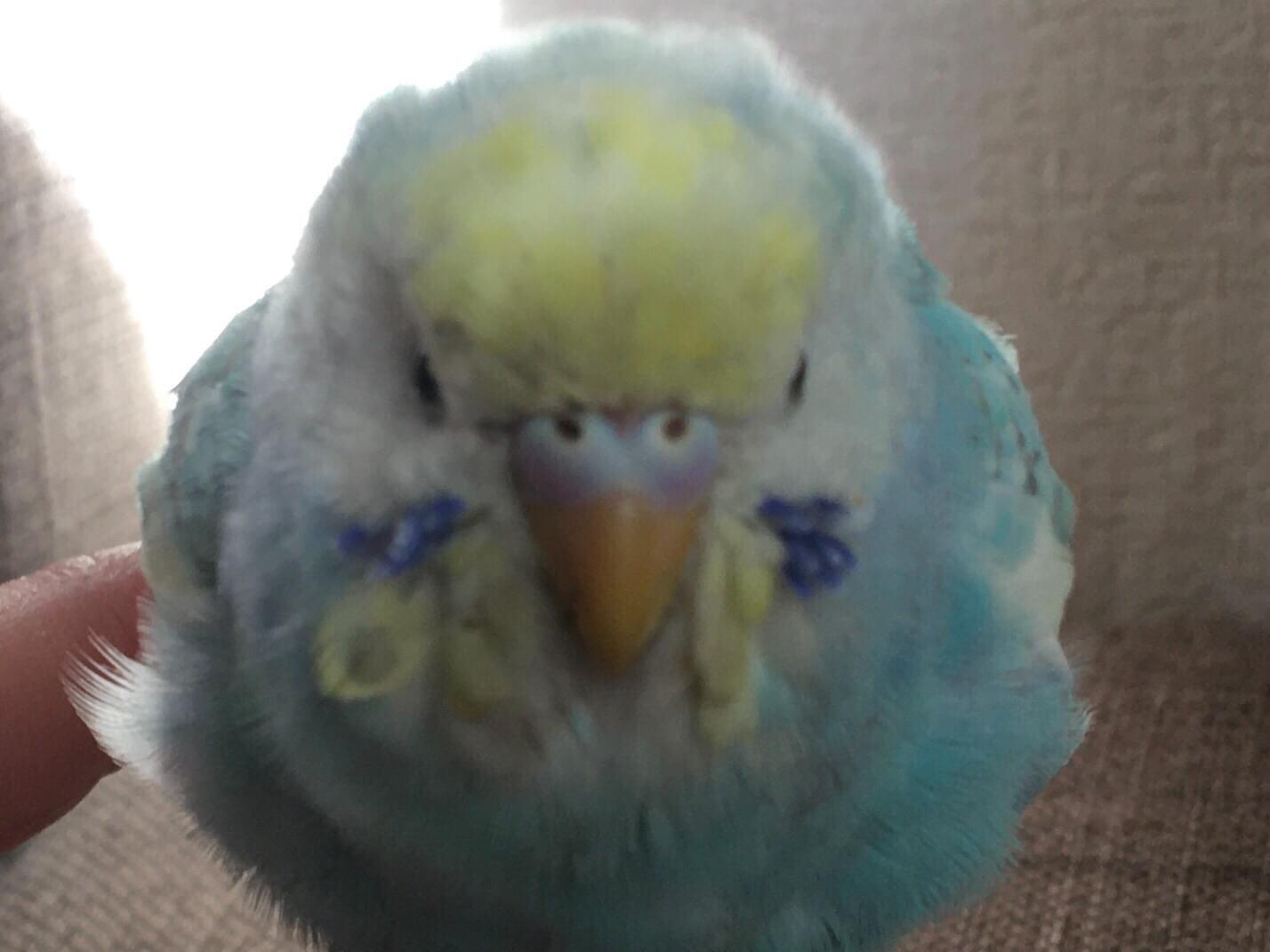 保護された鳥 保護された鳥