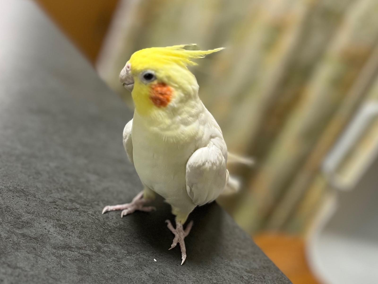 ピーコちゃん ピーコちゃん