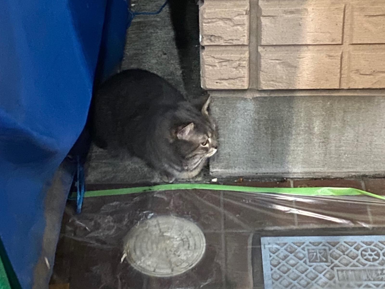 目撃された猫
