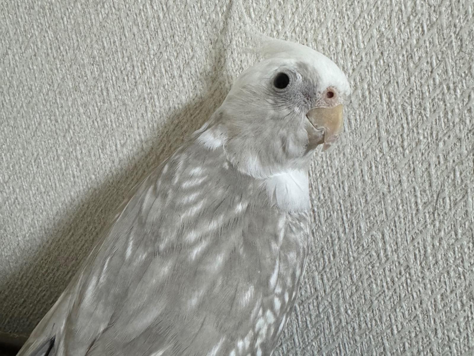 カメちゃん カメちゃん