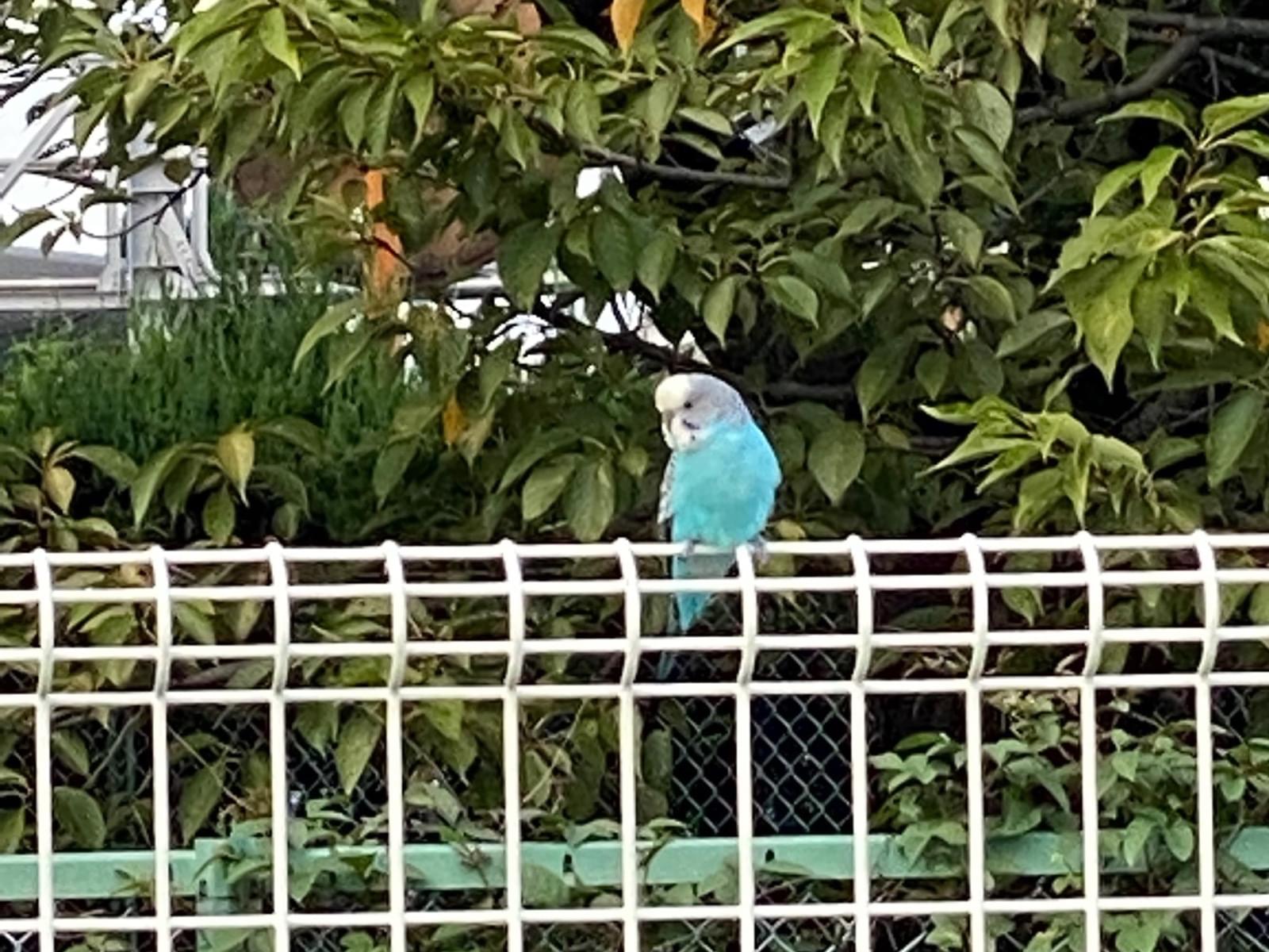 目撃された鳥 目撃された鳥