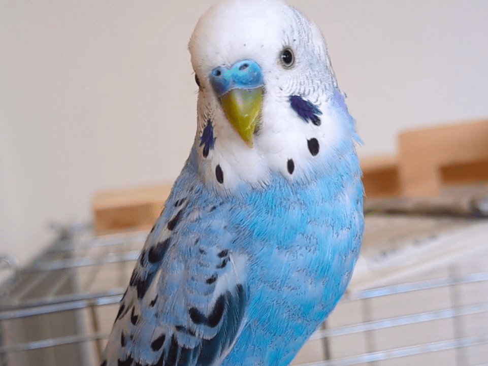 ロールちゃん ロールちゃん