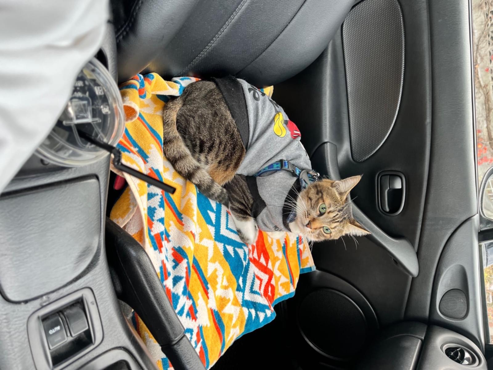 保護された猫 保護された猫
