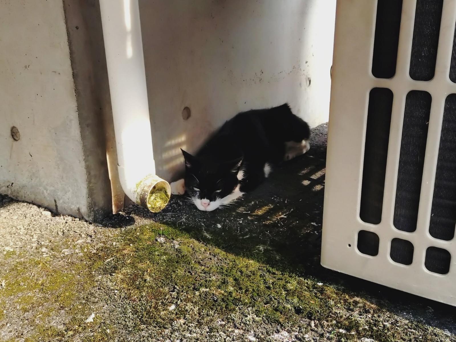 目撃された猫 目撃された猫