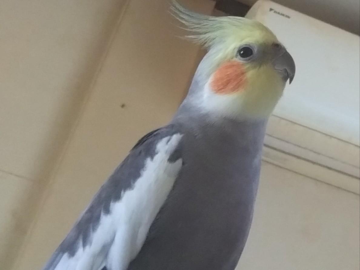 ころちゃん