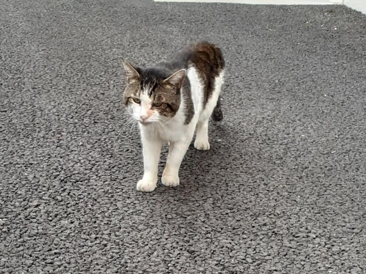 目撃された猫 目撃された猫