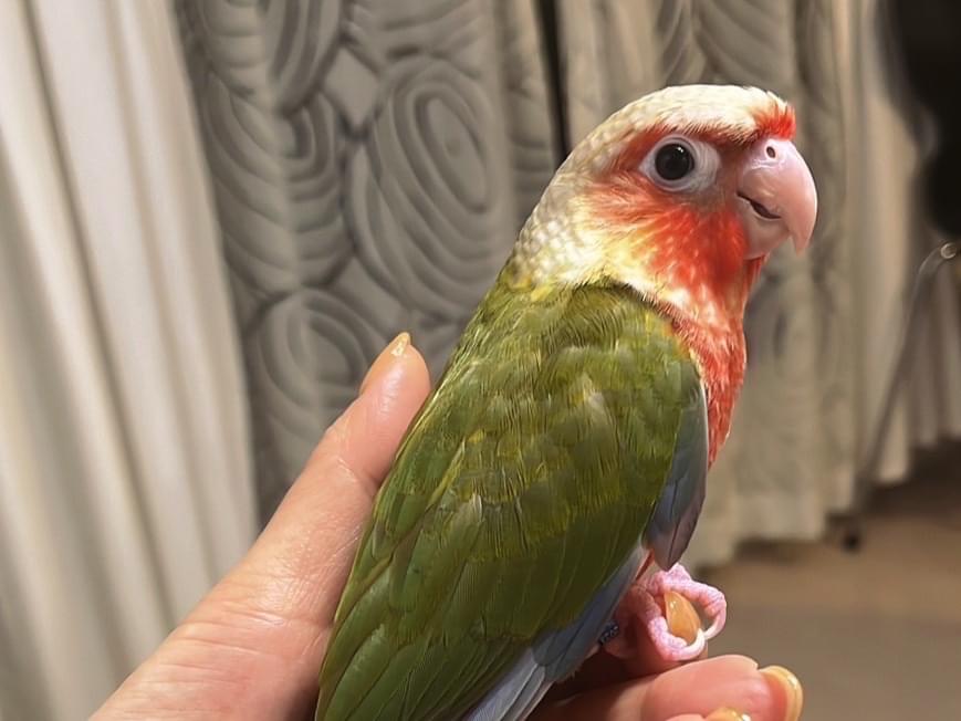 ふくちゃん ふくちゃん