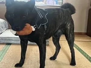 埼玉県で黒い犬(甲斐犬)を探しています