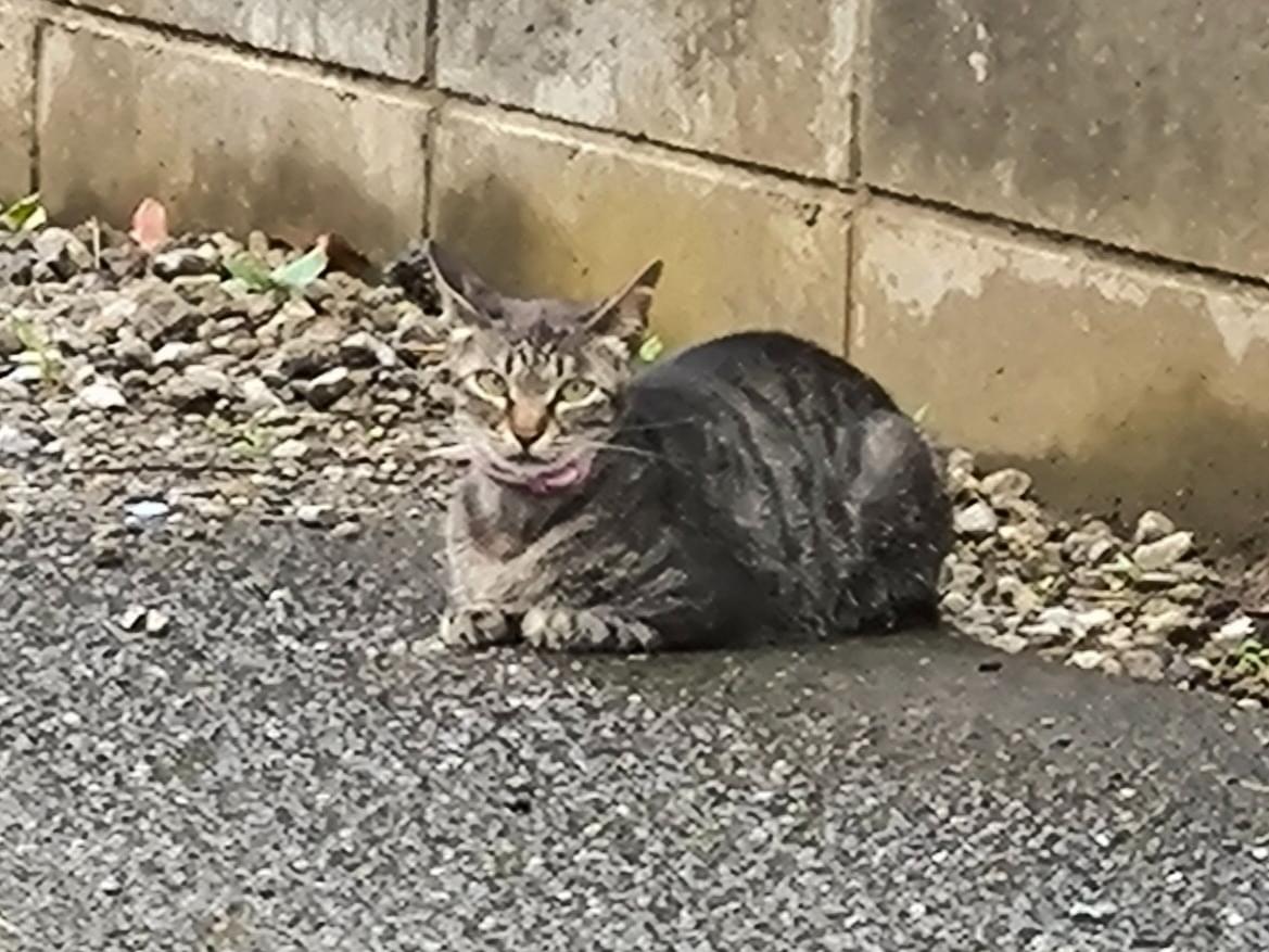 目撃された猫 目撃された猫
