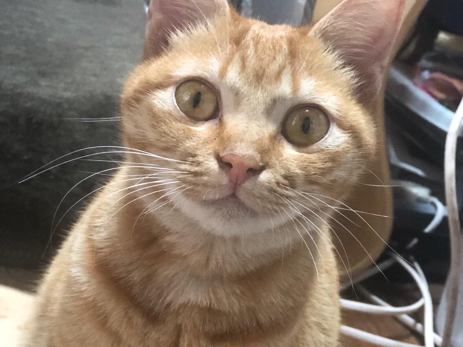 保護された猫 保護された猫