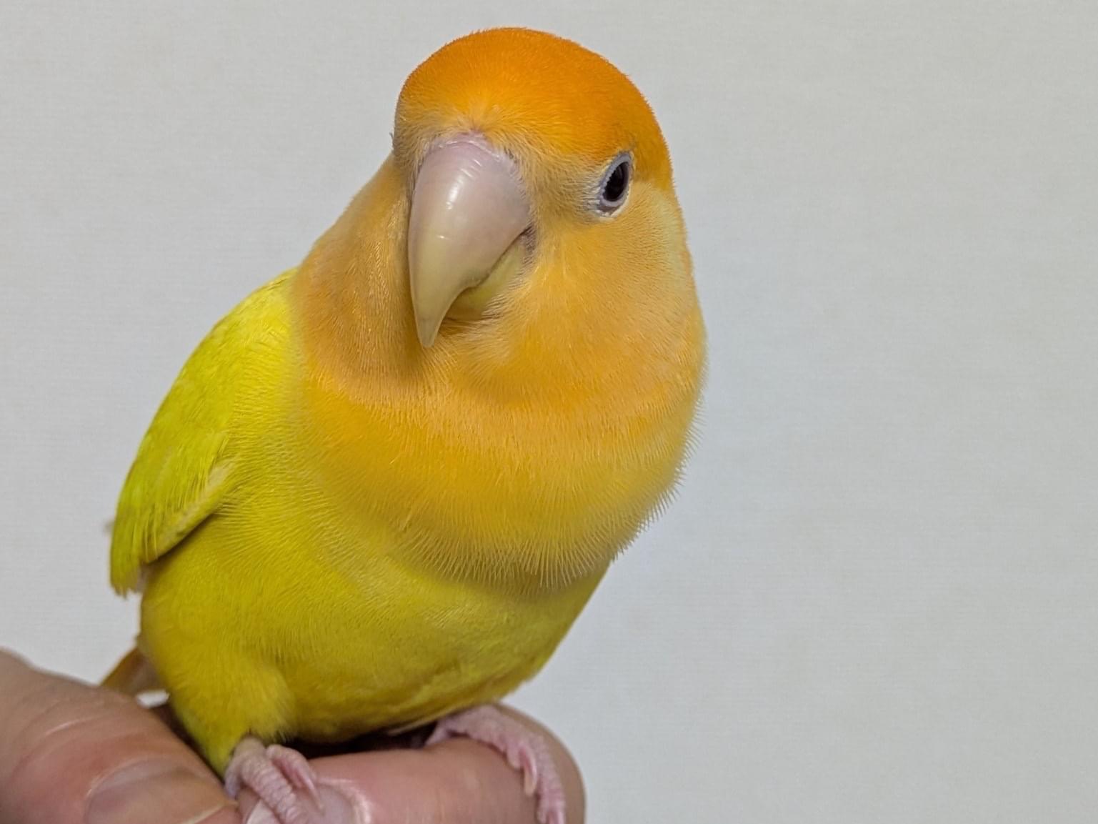 保護された鳥 保護された鳥
