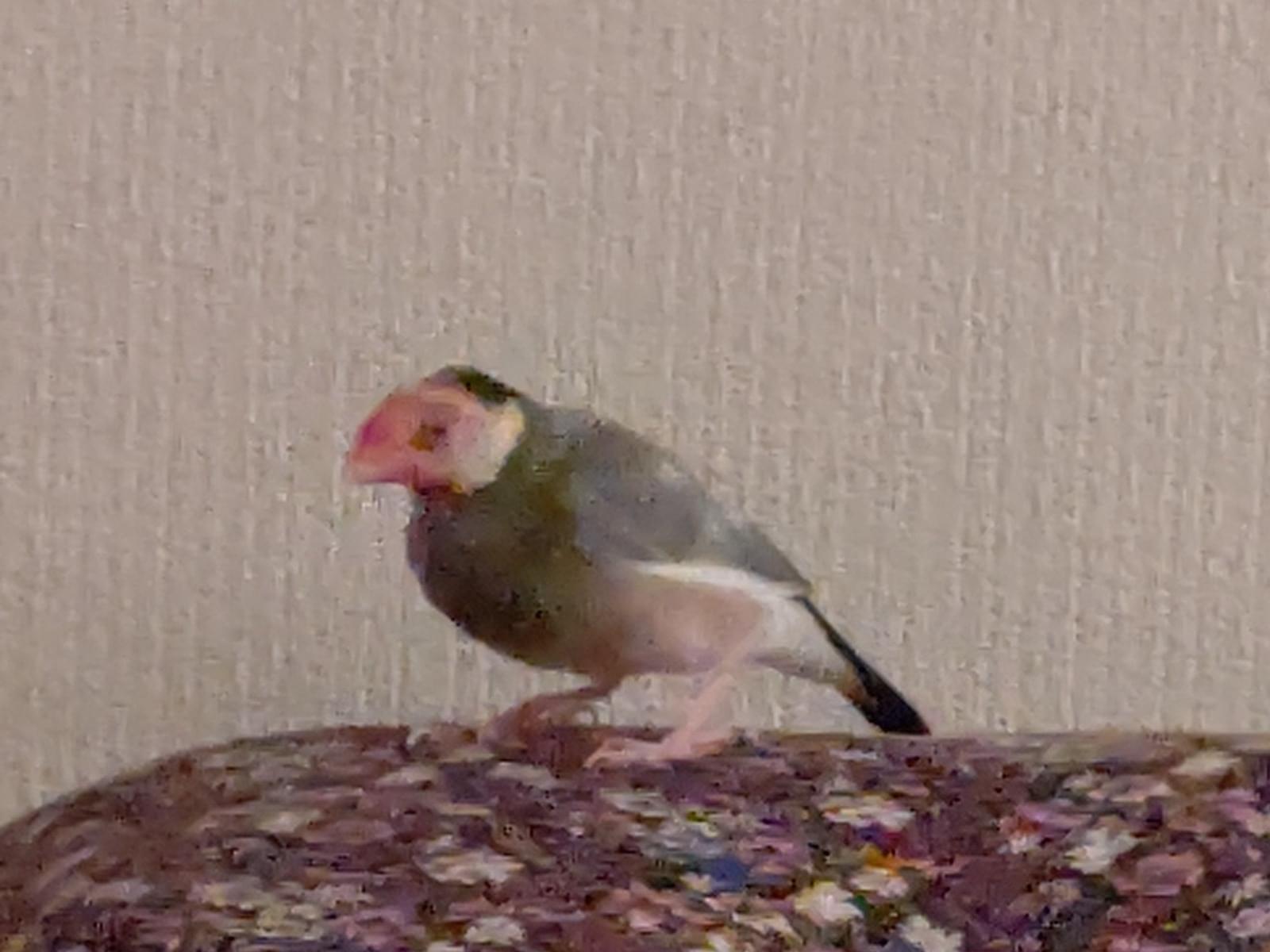 むくちゃん むくちゃん