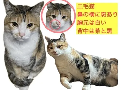 口元に模様があるスラッとした三毛猫を探しています